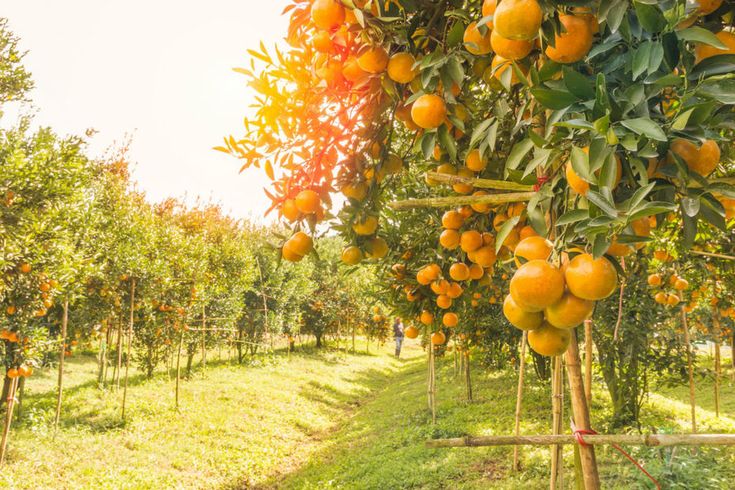 How to choose the right Drone for your farm